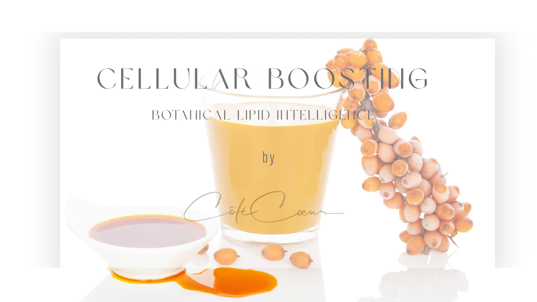 cellular boosting header mit sanddornfrucht, omega-booster öl und botanical lipid intelligence schriftzug