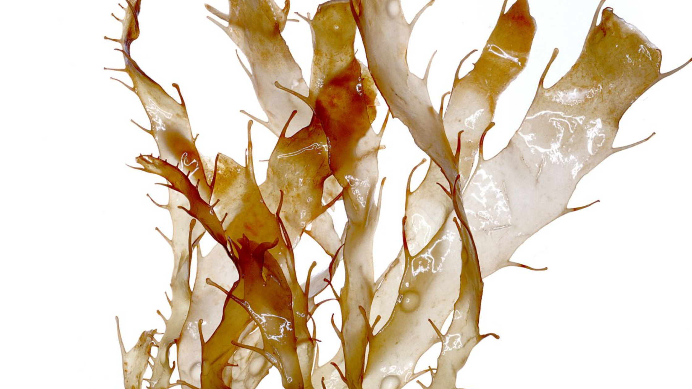 Algen - nährstoffreiche Superfoods