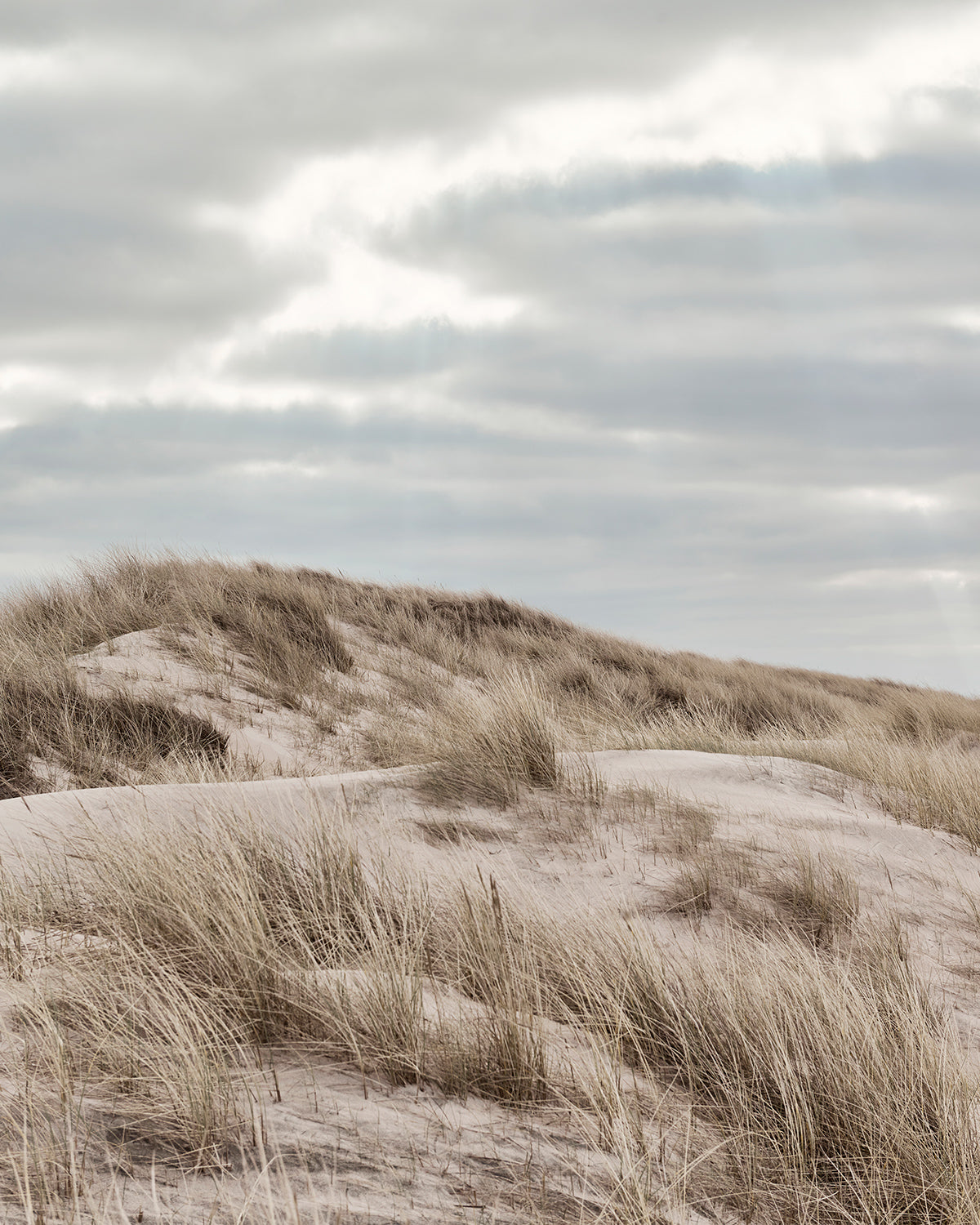 SMUDGE STICKS - RÄUCHERBÜNDEL