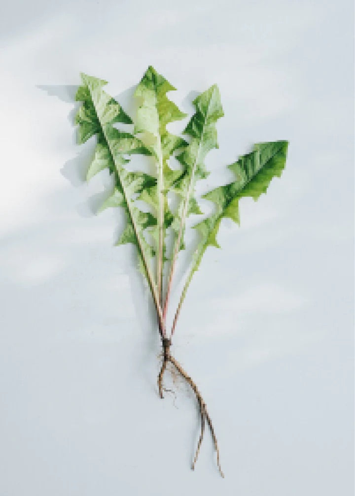 Frisch geernteter Löwenzahn mit Wurzel – Bestandteil der INNER BALANCE Kräutertinktur von KRUUT